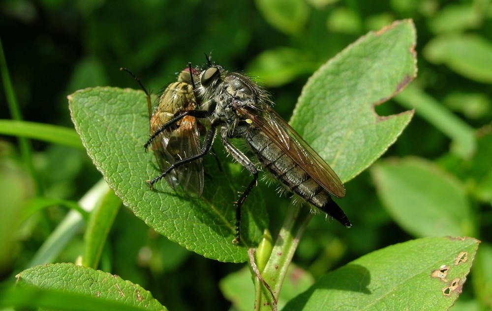 Raubfliege mit Beute