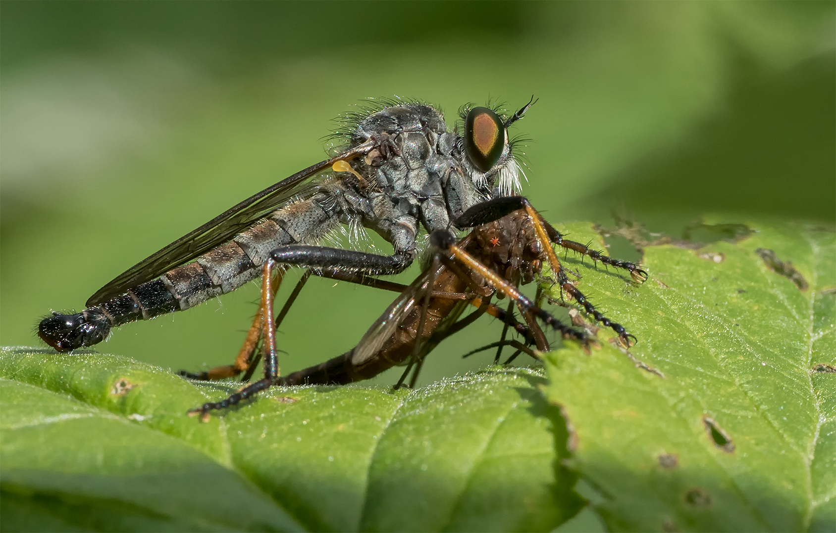 Raubfliege mit Beute