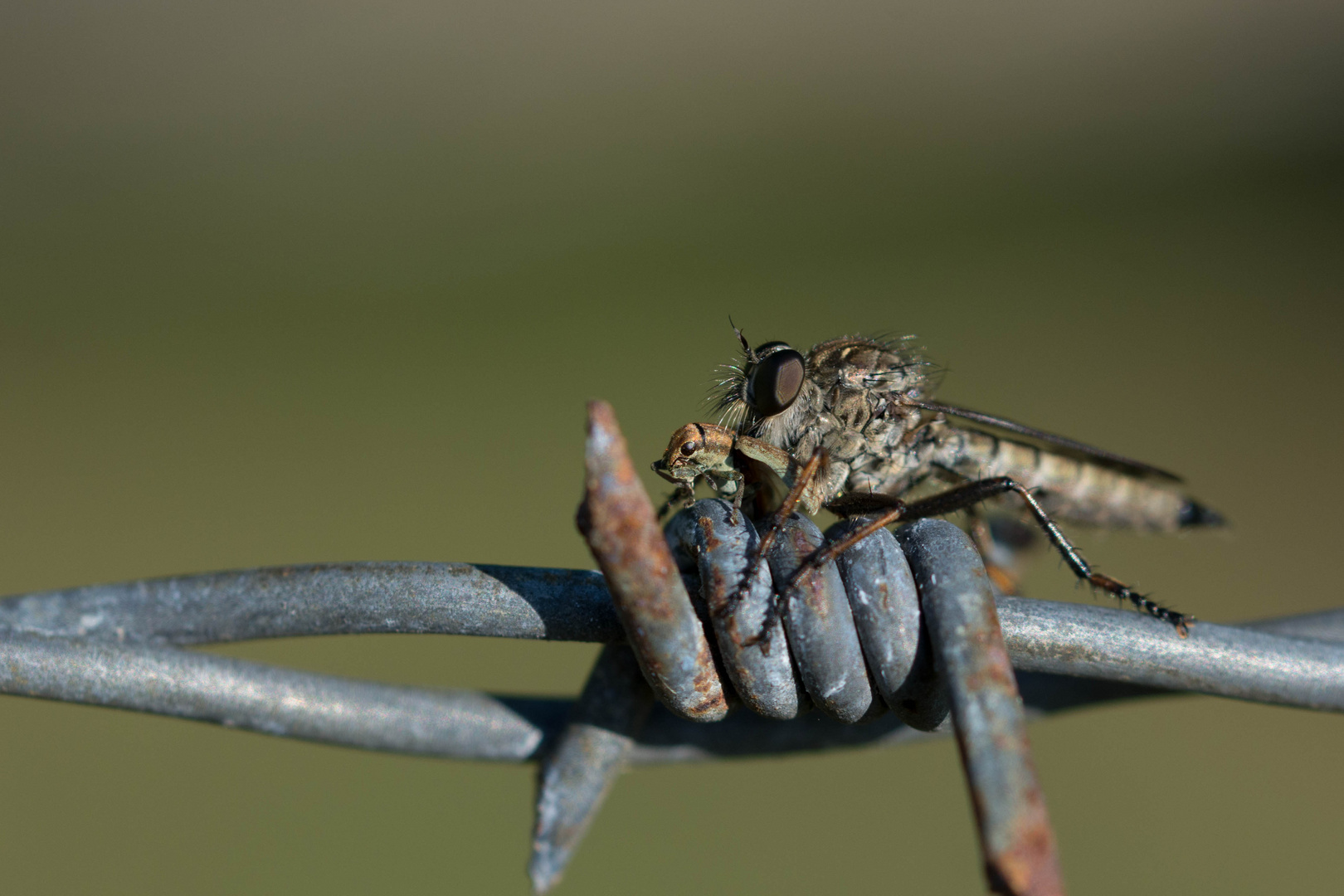 Raubfliege mit Beute