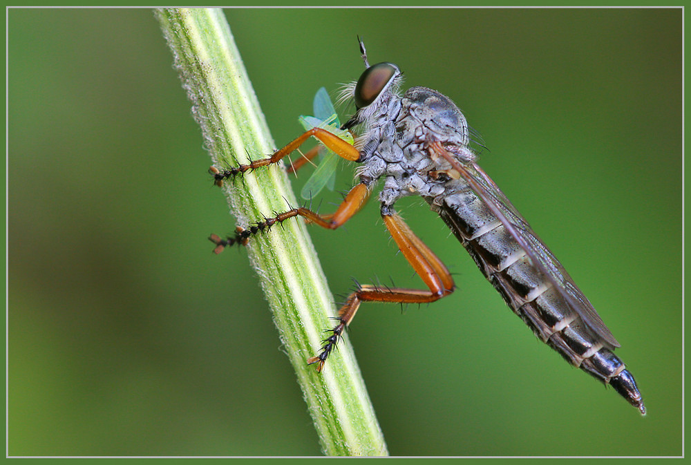 Raubfliege mit Beute