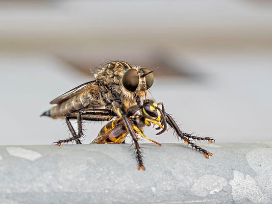 Raubfliege mit Beute