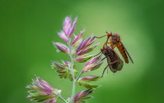 Raubfliege mit Beute