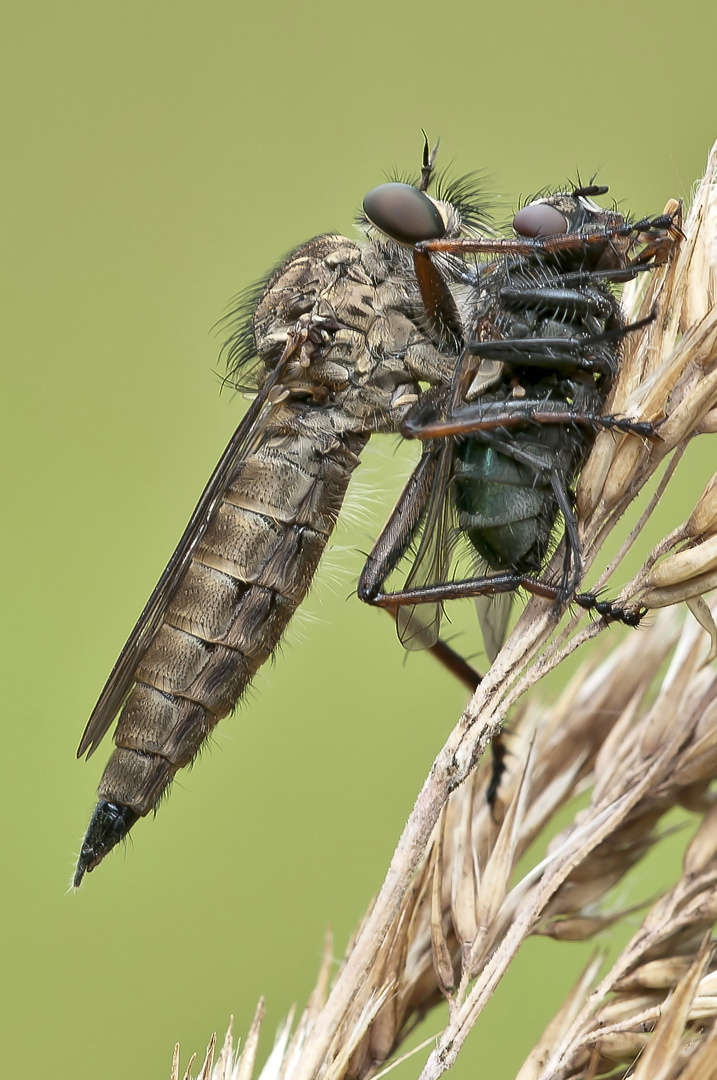 Raubfliege mit Beute