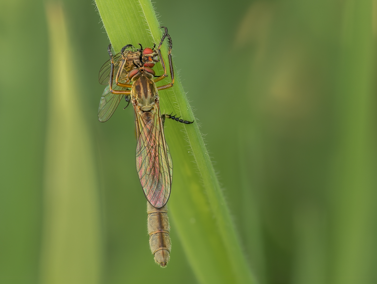 Raubfliege mit Beute