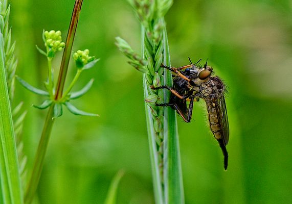 Raubfliege mit Beute