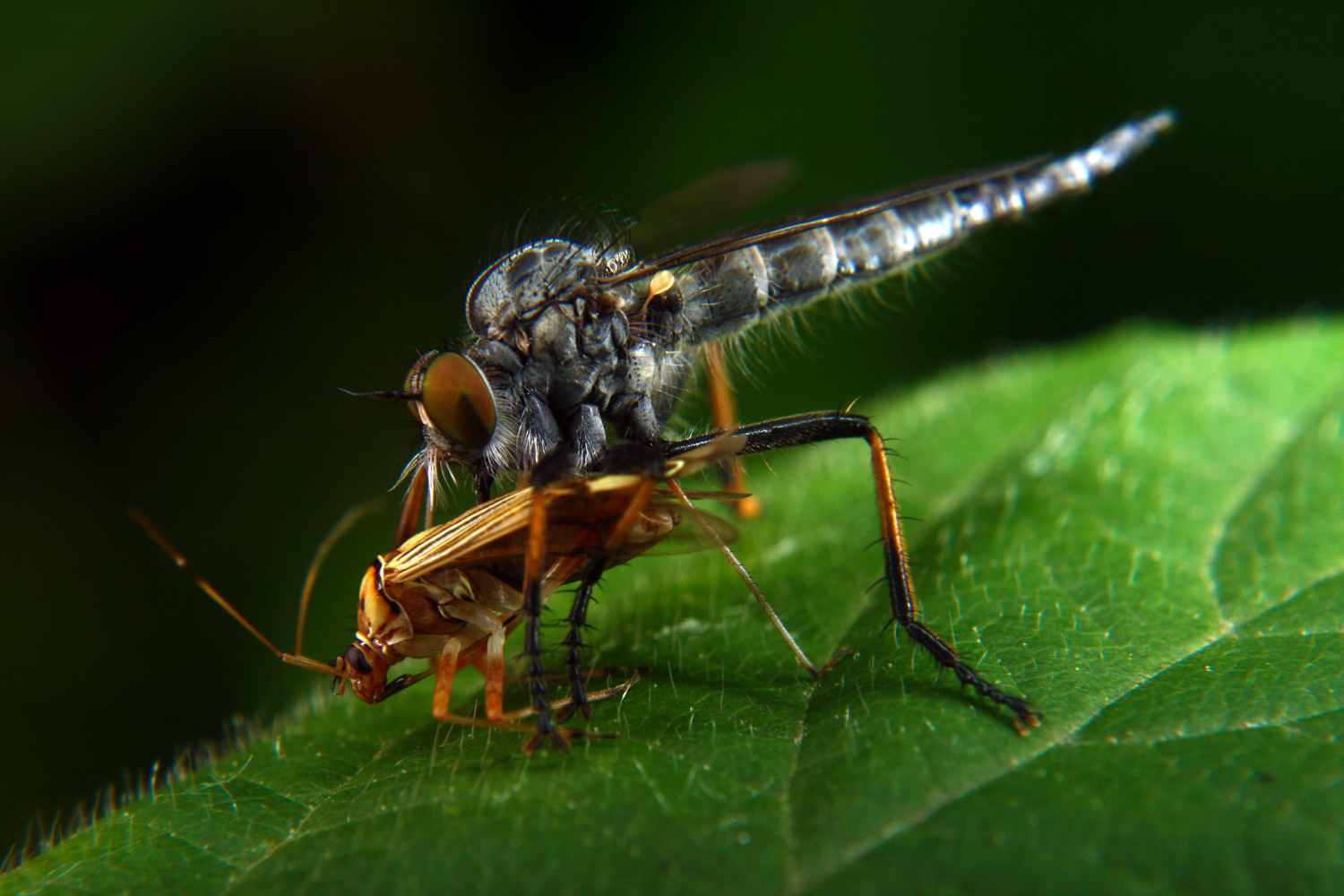 Raubfliege mit Beute