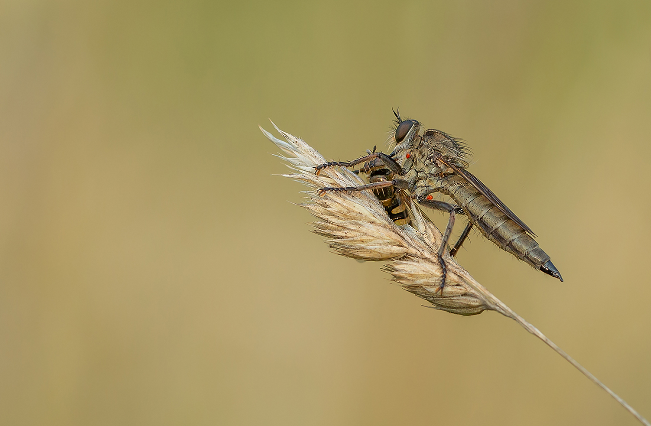 Raubfliege  mit Beute