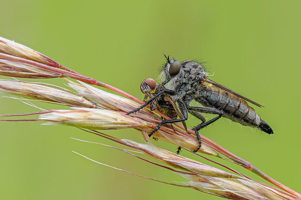 Raubfliege mit Beute