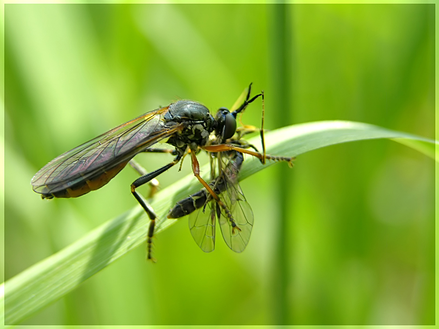 Raubfliege mit Beute