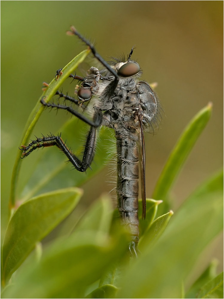 Raubfliege mit Beute