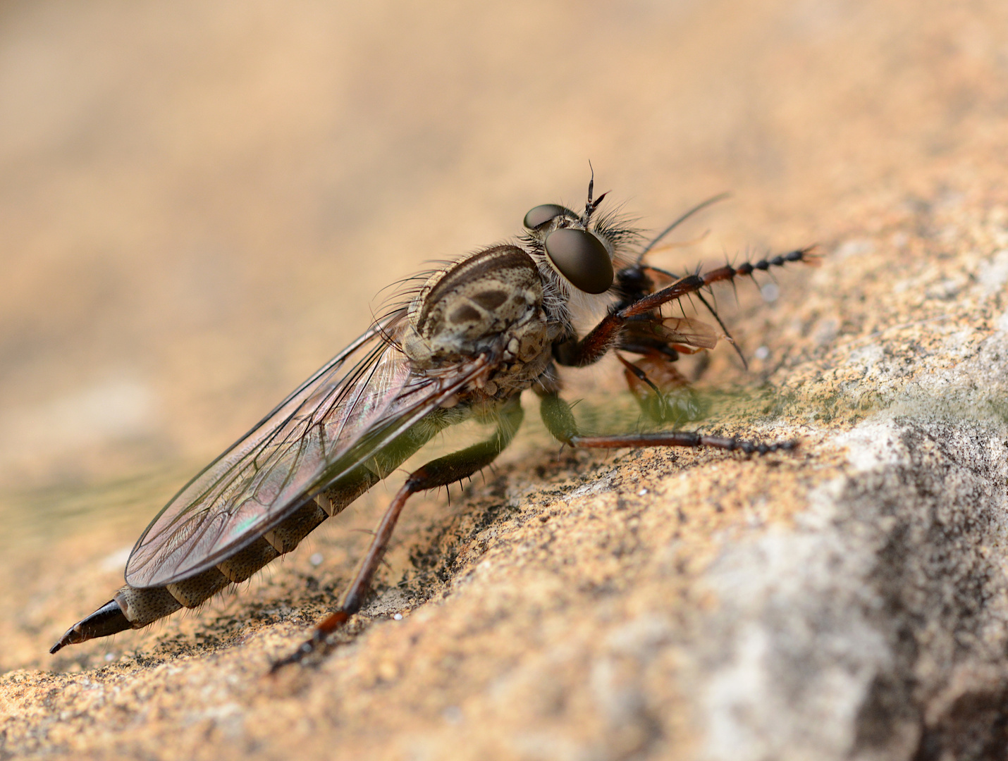 Raubfliege mit Beute