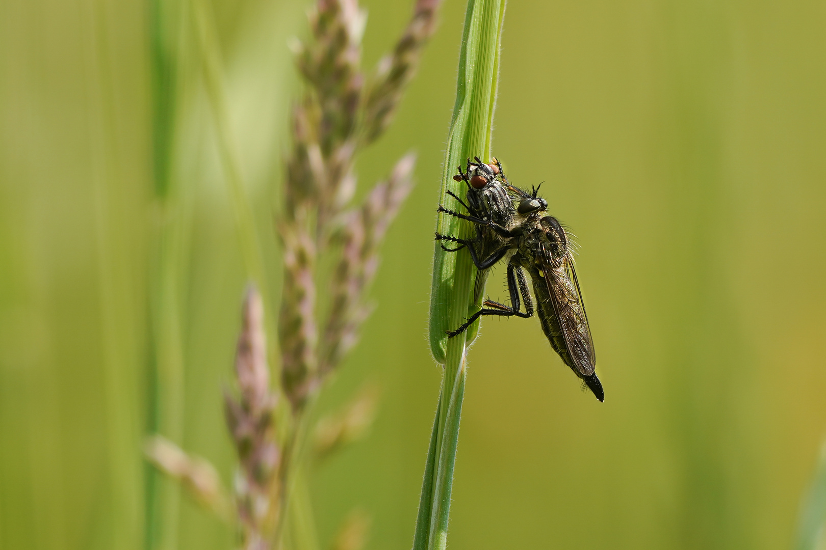 Raubfliege mit Beute