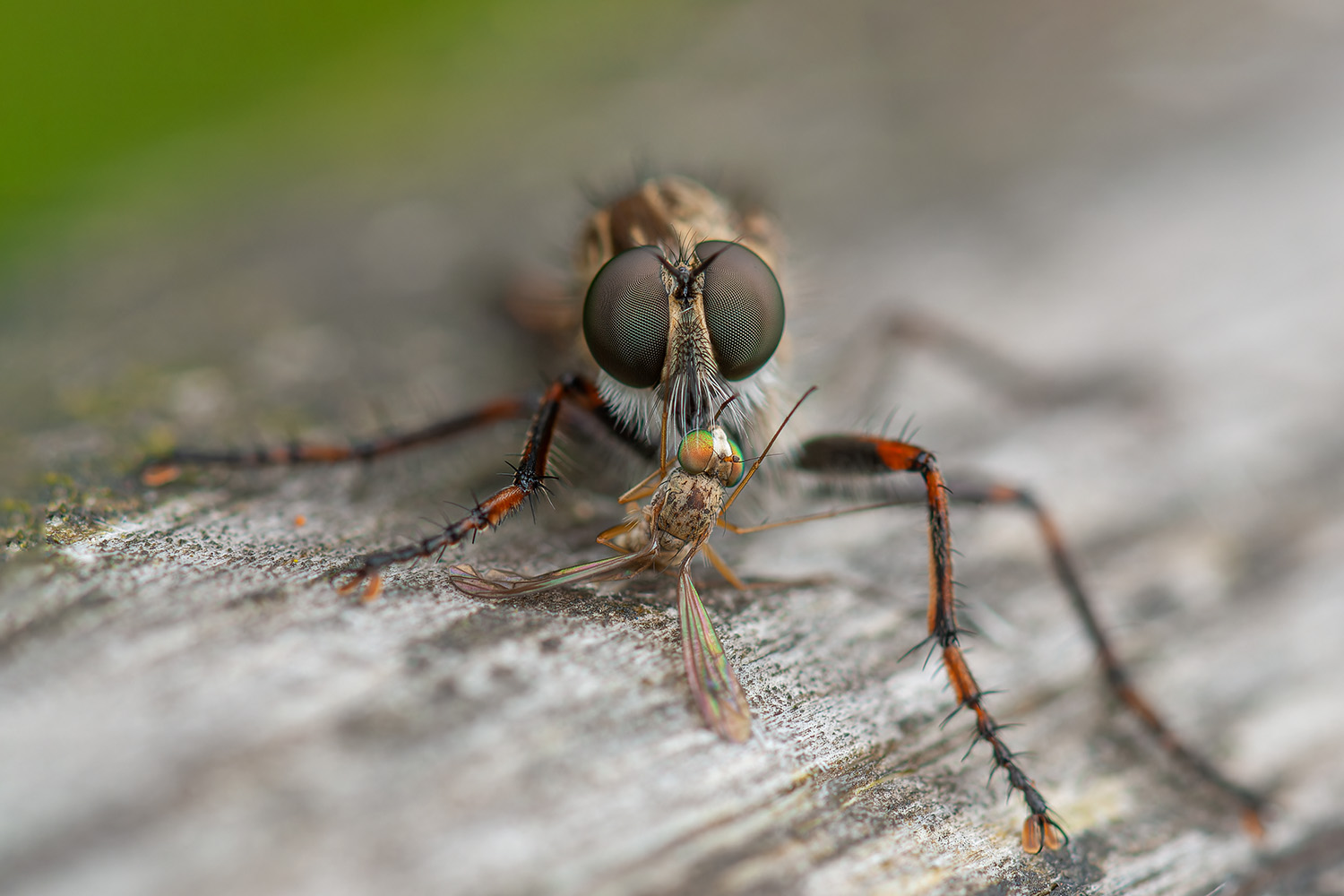 Raubfliege mit Beute