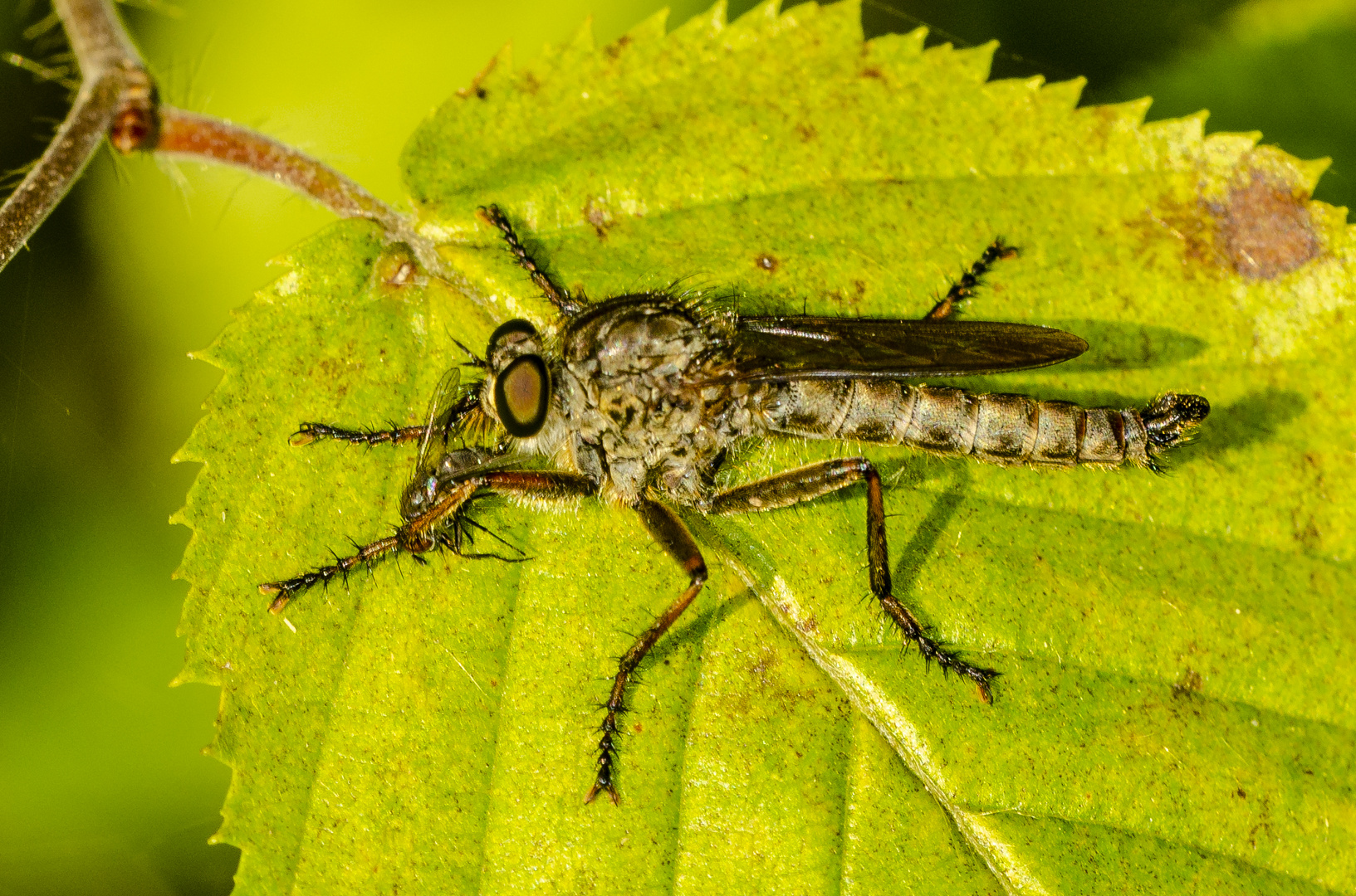 Raubfliege mit Bute (Assilidae spec.)