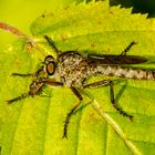 Raubfliege mit Bute (Assilidae spec.)