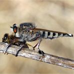 Raubfliege mit erbeuteter Biene