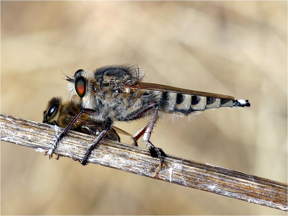 Raubfliege mit erbeuteter Biene