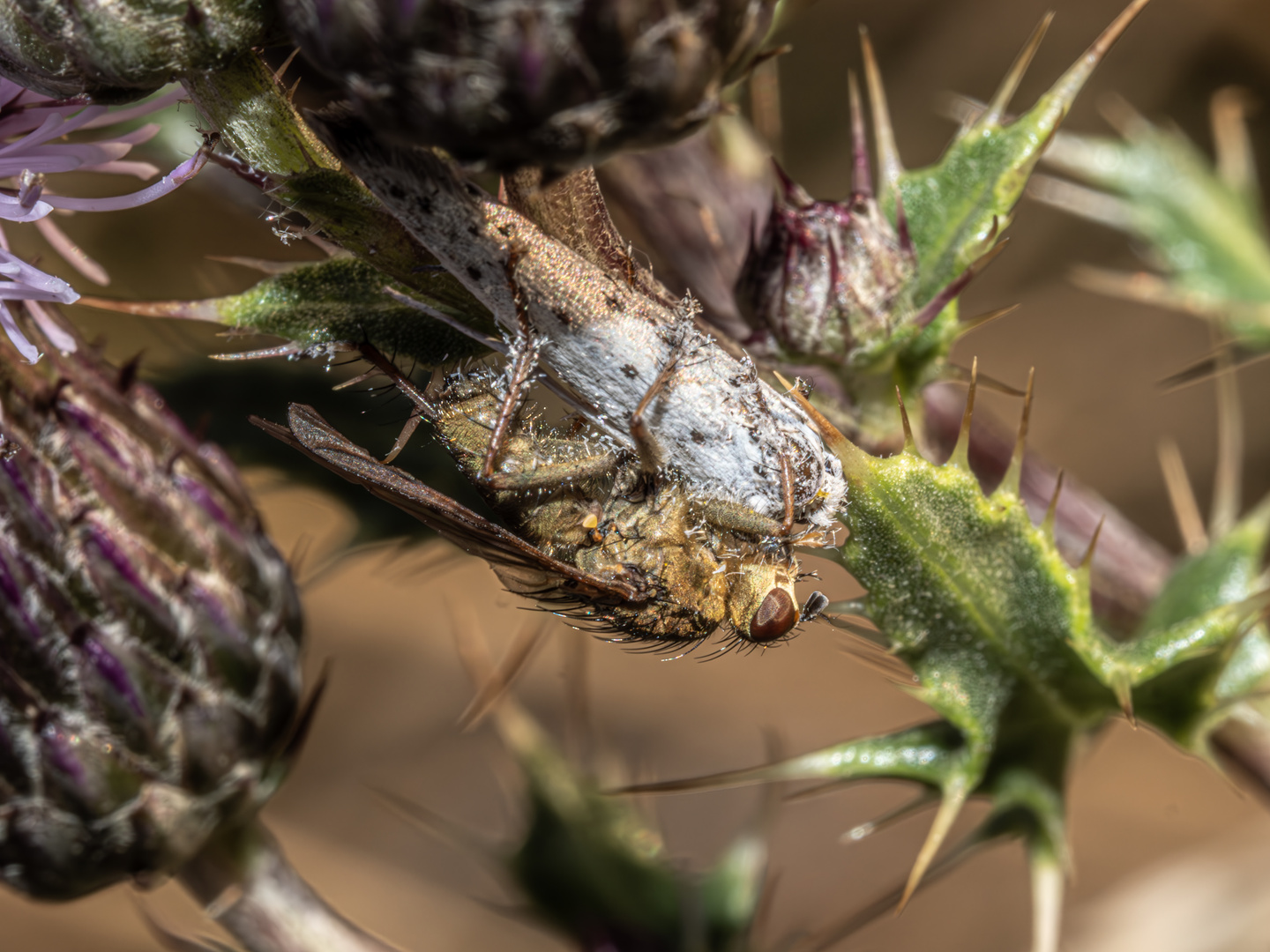 Raubfliege mit erbeuteter Gespinstmotte