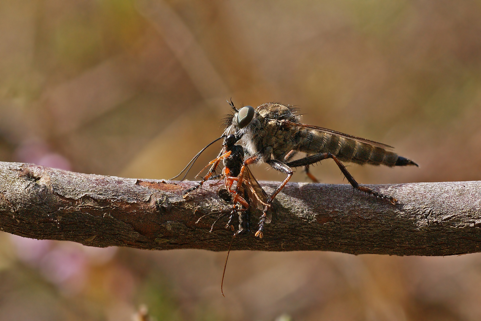 Raubfliege mit erbeuteter Schlupfwespe