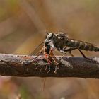 Raubfliege mit erbeuteter Schlupfwespe