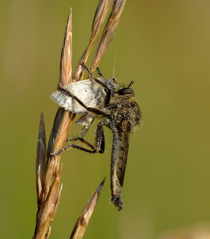 Raubfliege mit fetter Beute