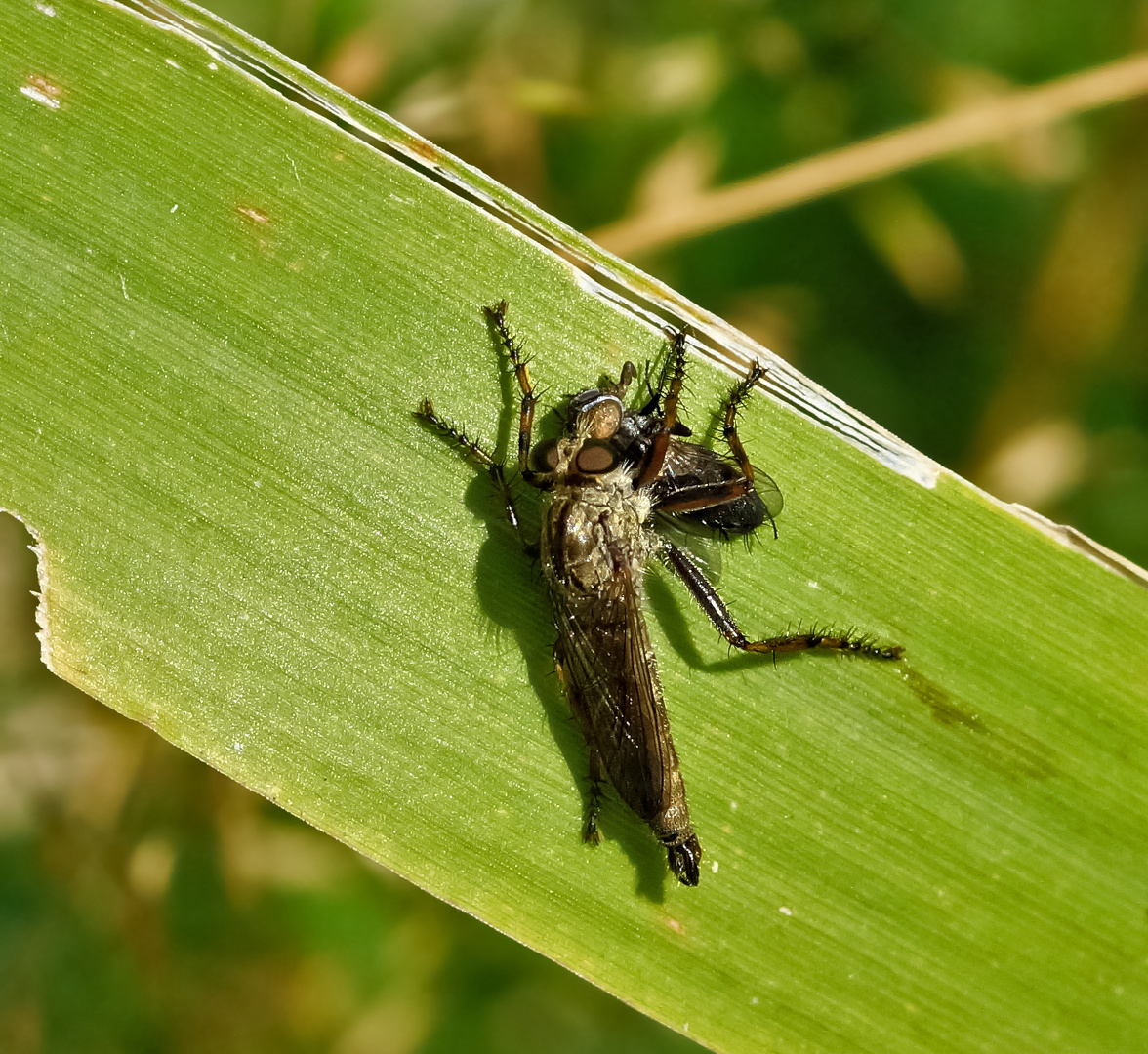 Raubfliege mit Fliegenbeute