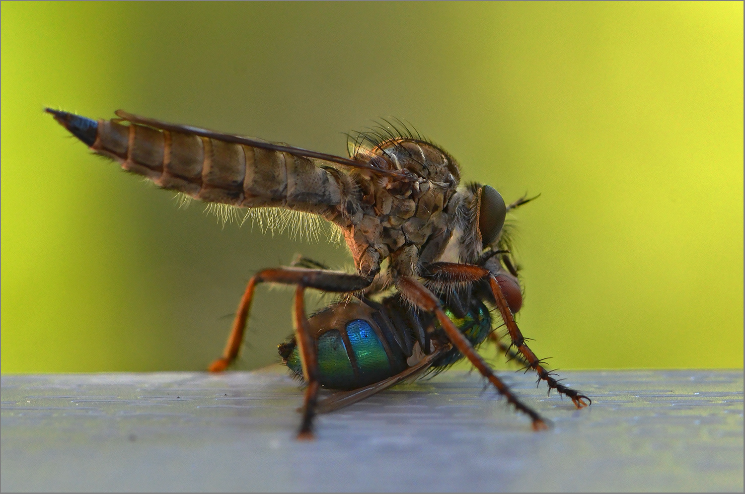 Raubfliege mit Goldfliege   . . .