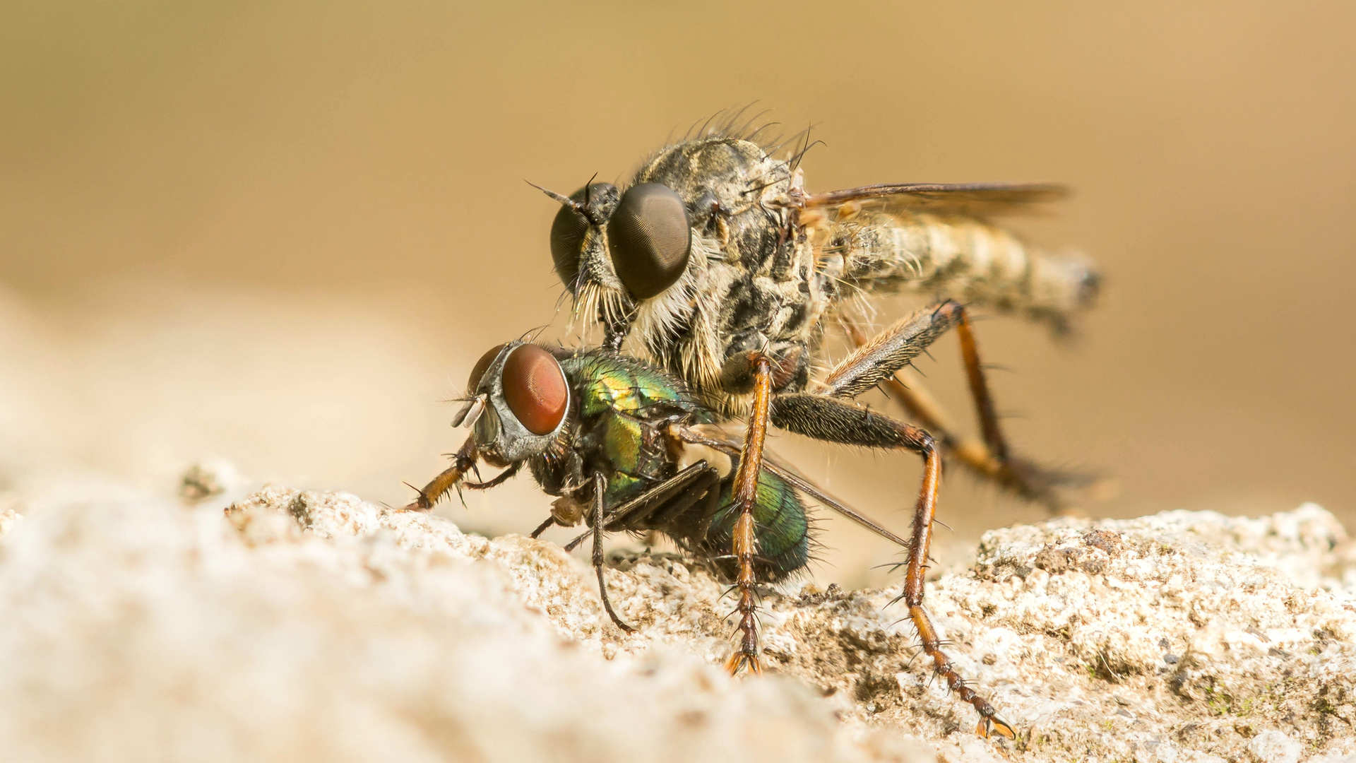 Raubfliege mit Goldfliege als Beute (Stackaufnahme)