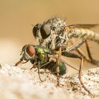 Raubfliege mit Goldfliege als Beute (Stackaufnahme)