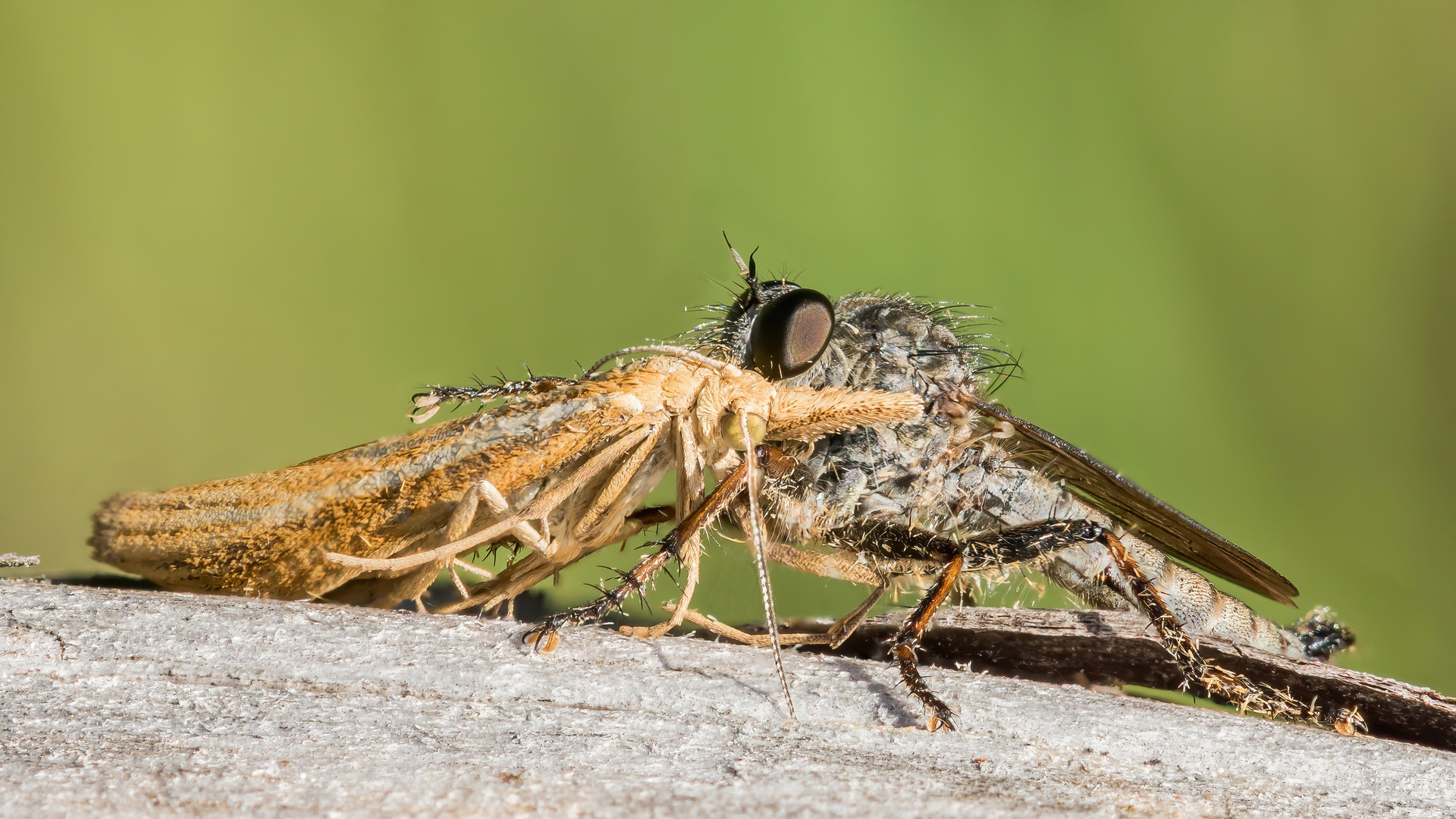 Raubfliege mit Graszünsler