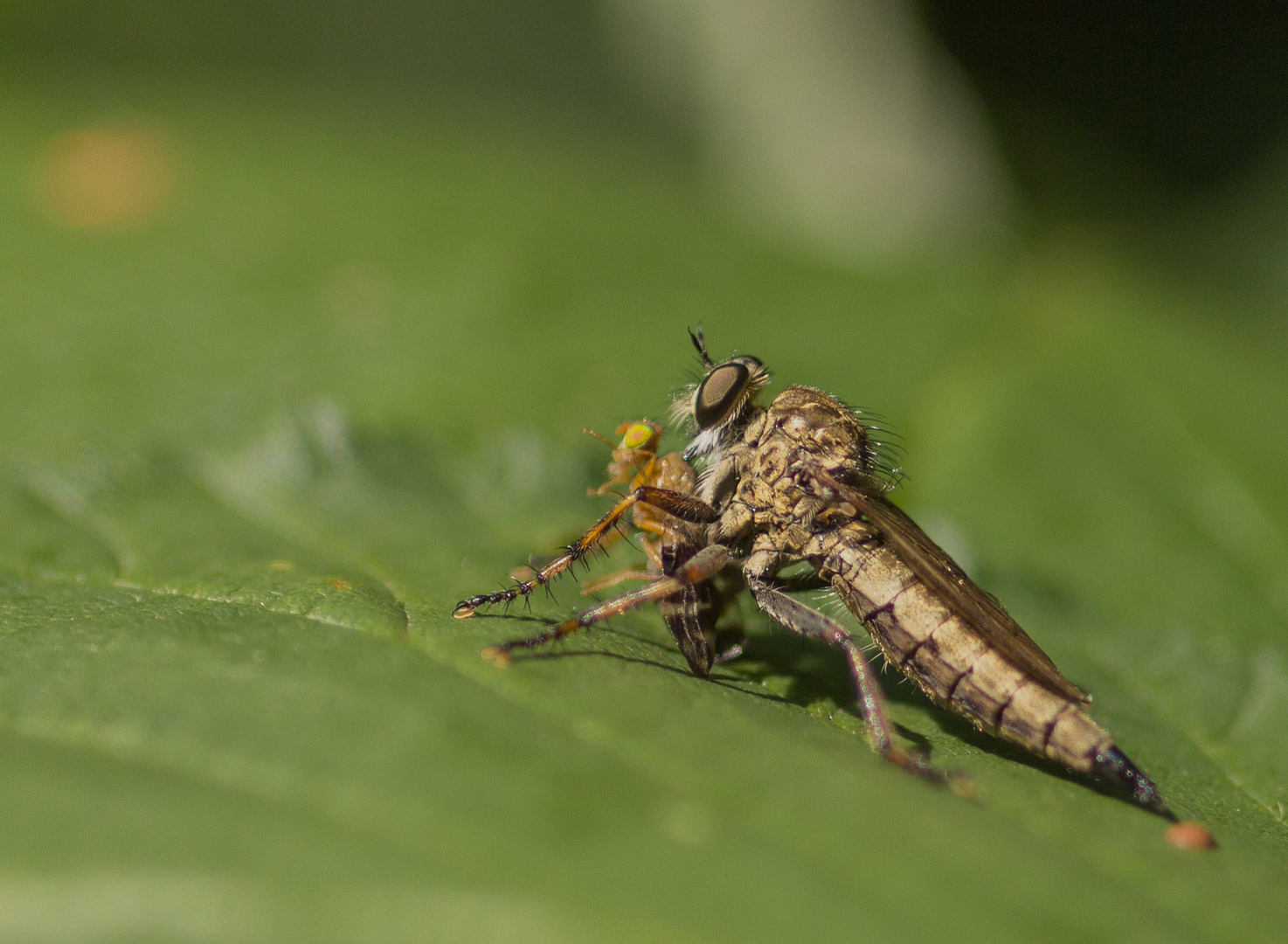 Raubfliege mit ihrer Beute 