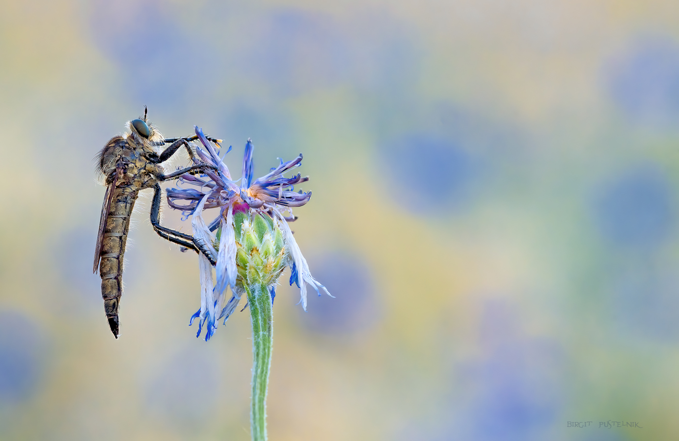 Raubfliege mit Kornblumen