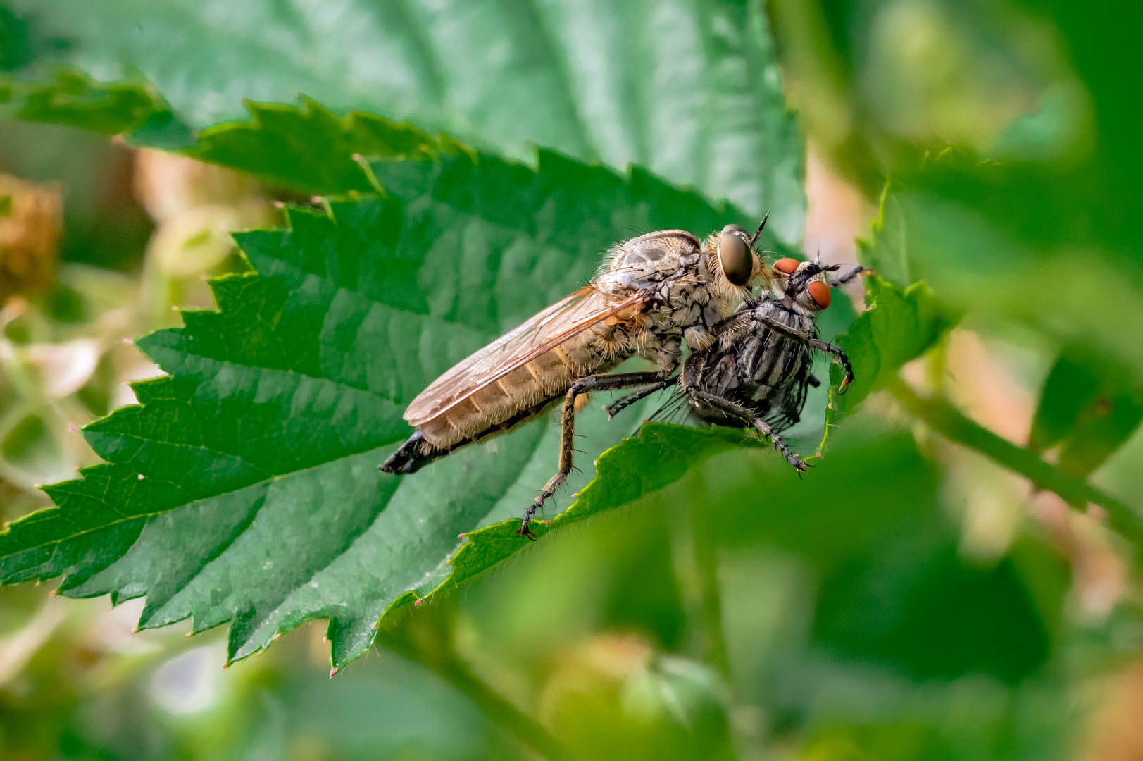 Raubfliege mit Opfer