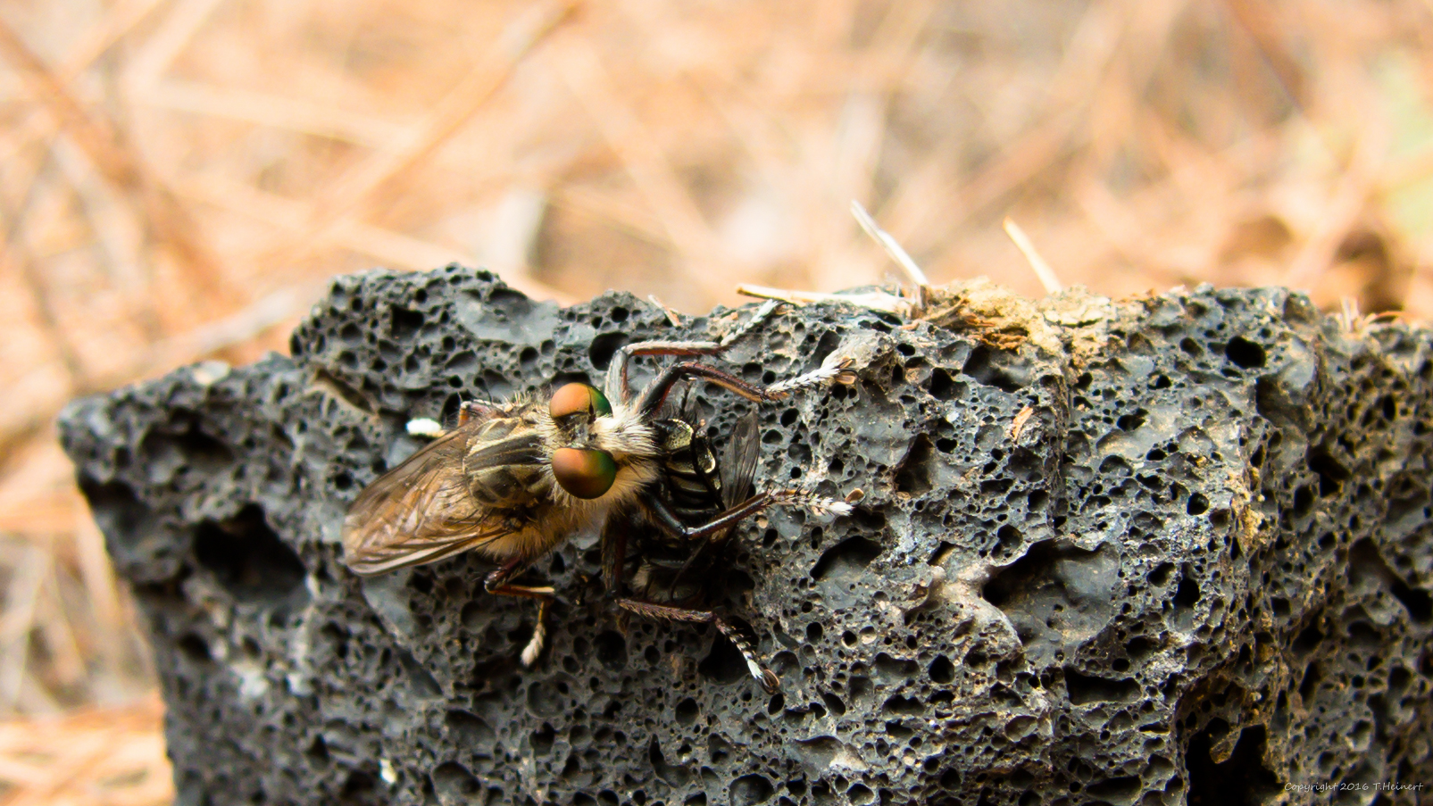 Raubfliege mit Opfer