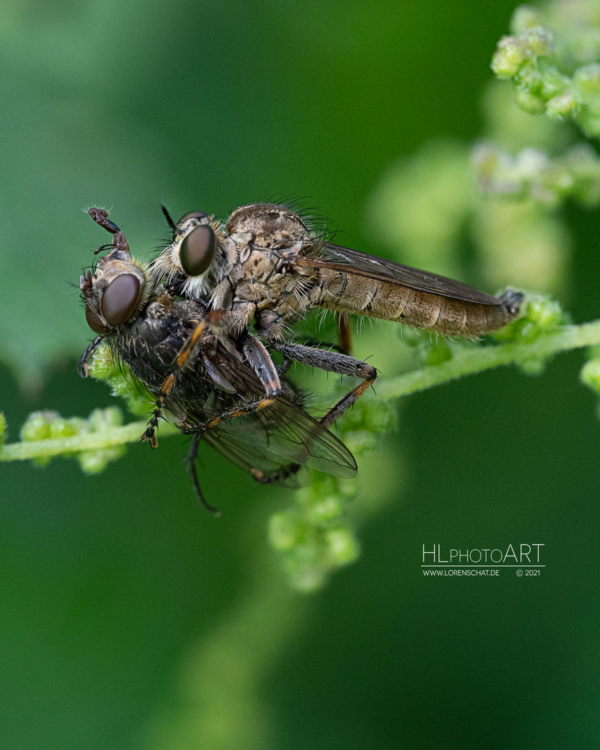 Raubfliege mit Opfer