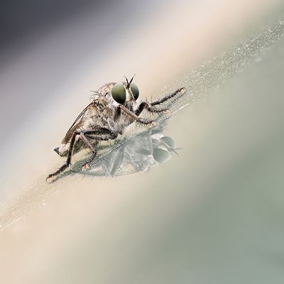 Raubfliege mit Spiegelung seitlich