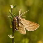 Raubfliege mit Streckfuß als Beute ---