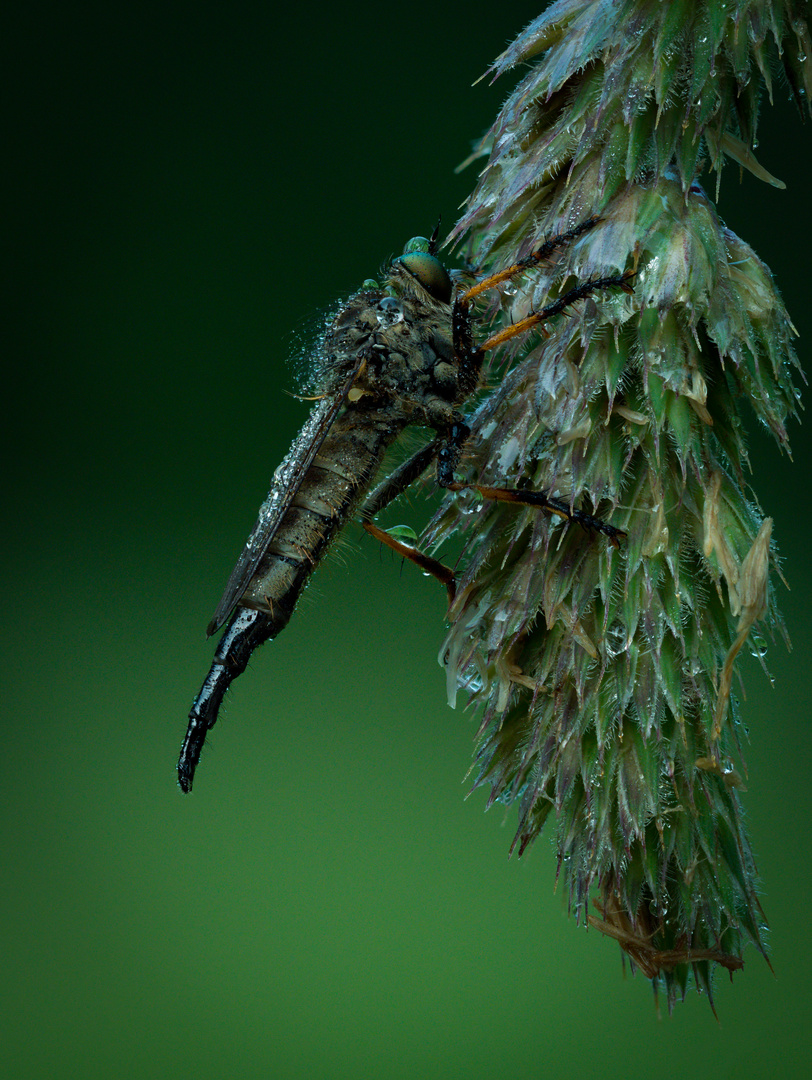 Raubfliege mit Tautropfen