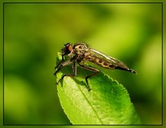 Raubfliege  ( Neoitamus cyanurus )