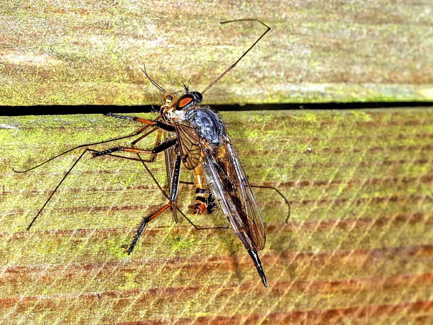 Raubfliege (Neoitamus cyanurus) female ......