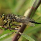 Raubfliege Neoitamus cyanurus - Weibchen