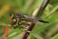 Raubfliege Neoitamus cyanurus - Weibchen