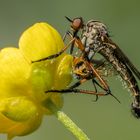 Raubfliege oder auch Tanzfliege (Empis tesselata)