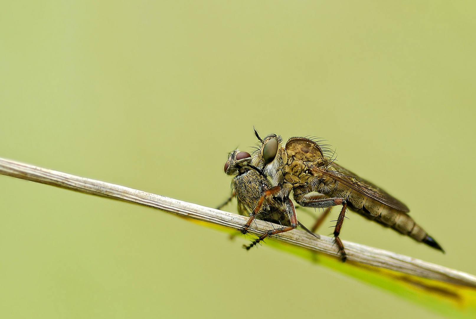 Raubfliege raubt Fliege