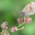 Raubfliege & Schmetterling | Robber fly & butterfly