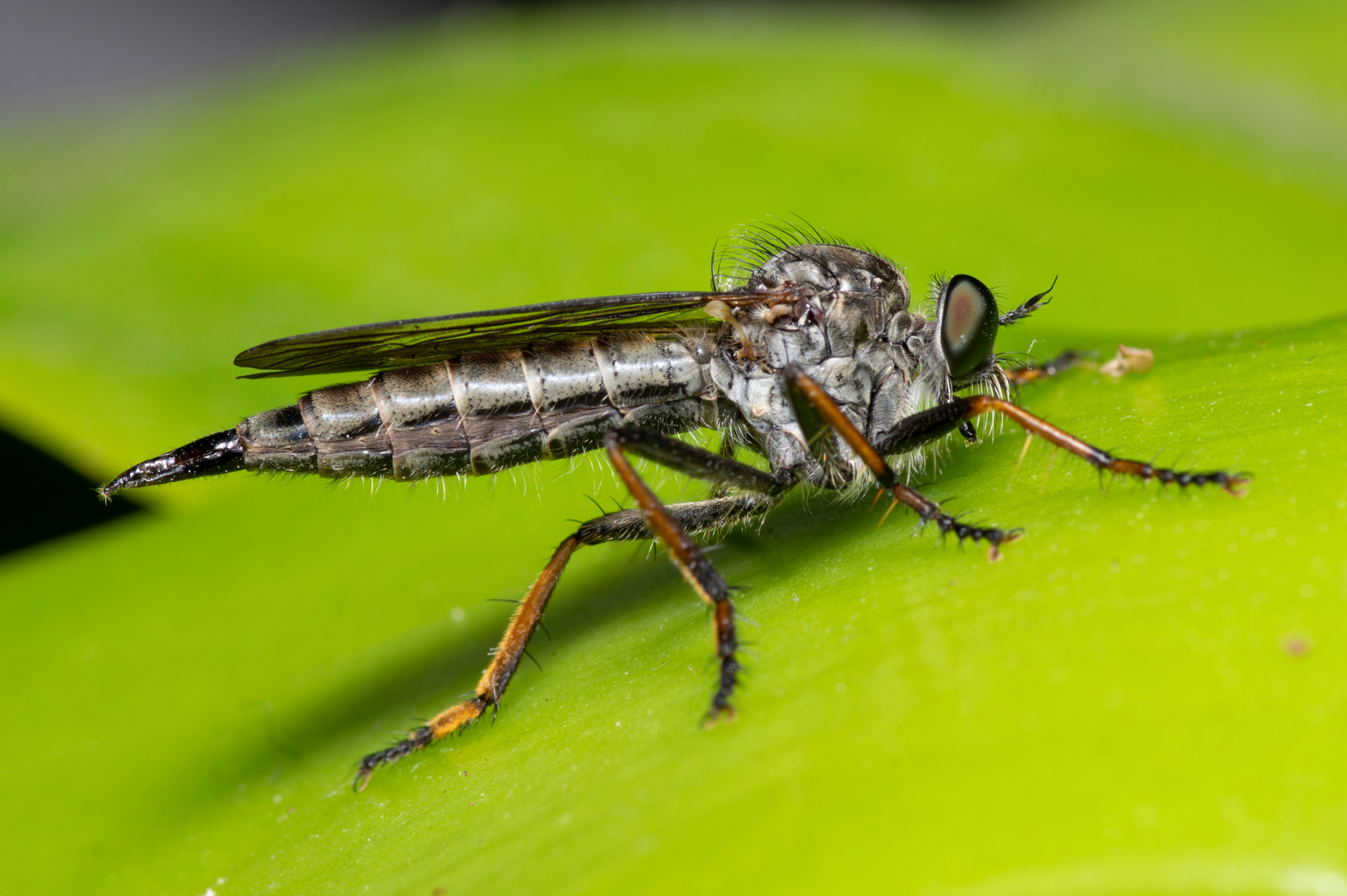 Raubfliege zu Besuch