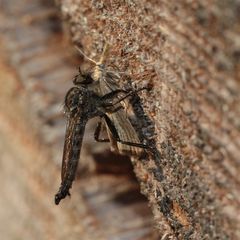 Raubfliege,mitGraszünsler-alsBeute