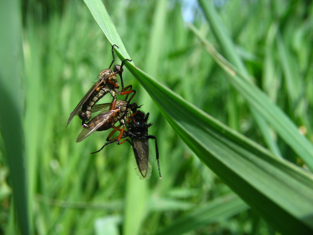 Raubfliegen + Anhang