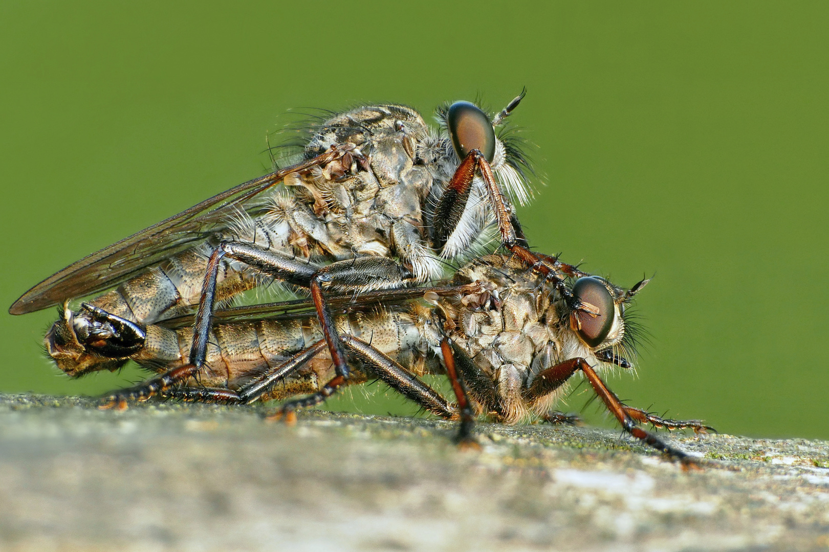 Raubfliegen (Asilidae)