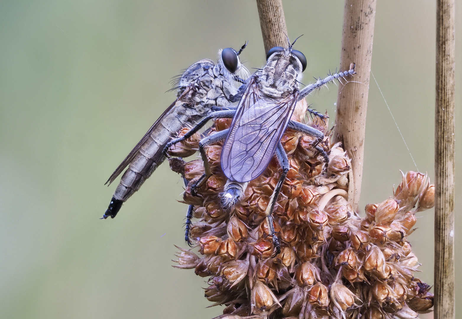 Raubfliegen auf Binse